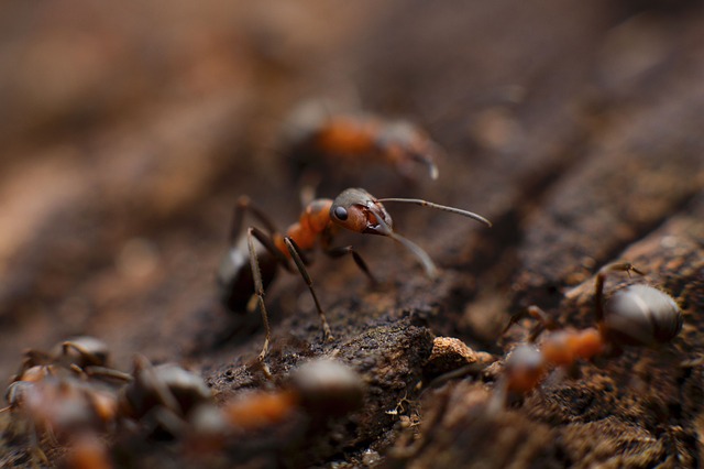 jak hodować mrówki