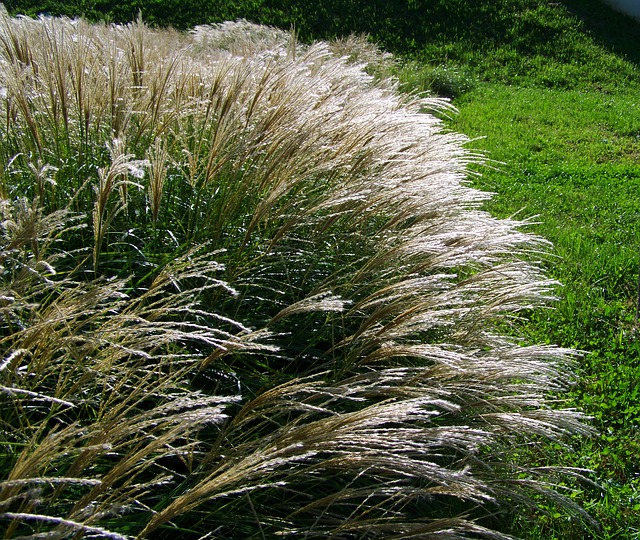 trawy ozdobne